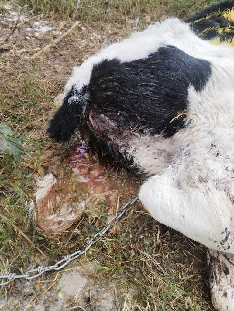 terneros con diarrea crónica eses con coágulos de sangre - 1
