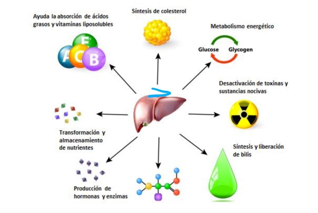 Importancia de la salud hepática en aves  - 1