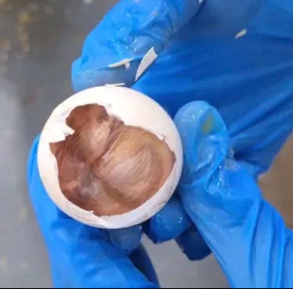 Huevo translúcido, moteado o “poroso” … enemigo silencioso en planta de incubación - 2