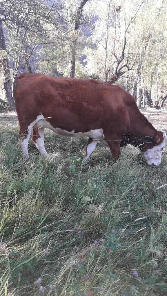 Hembra Simmental - 1