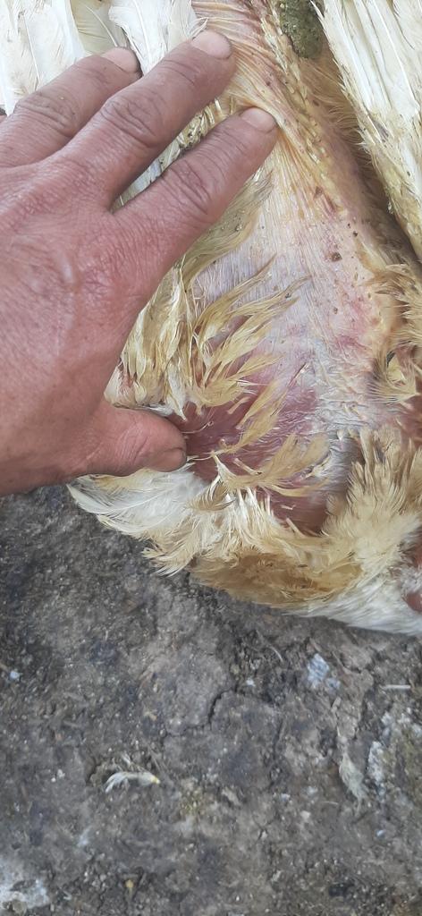 Que enfermedad sera en pollos de engorde - 2