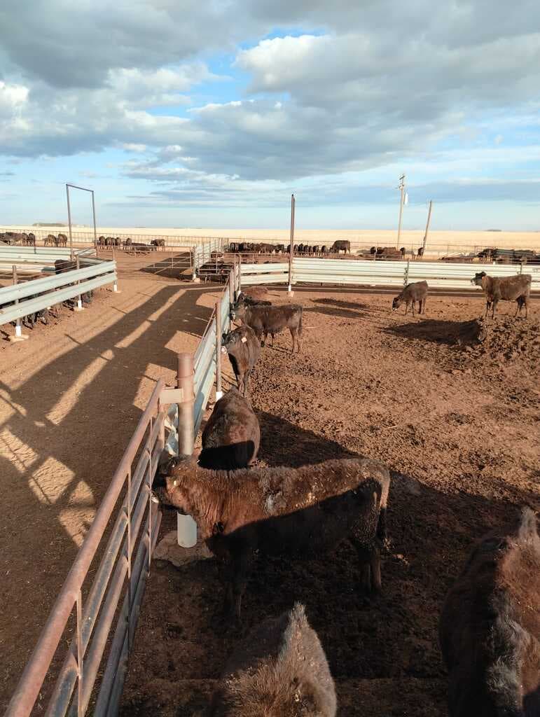 Uso de Modelos de simulación para la toma de decisiones en producción de bovinos. - 1