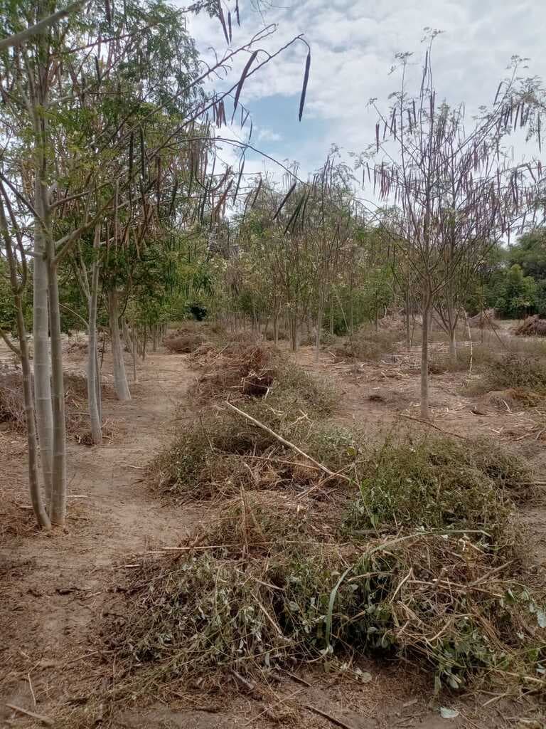 ARBOLES PRODUCTORES DE SEMILLA DE MORINGA - 1