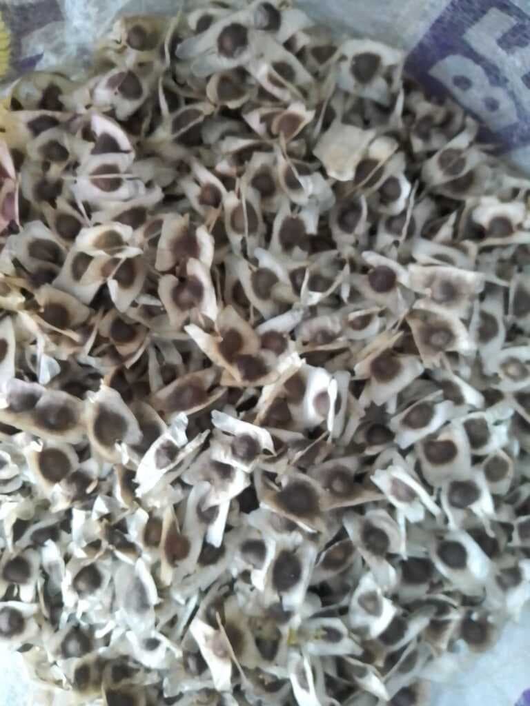 SEMILLA DE MORINGA - 1