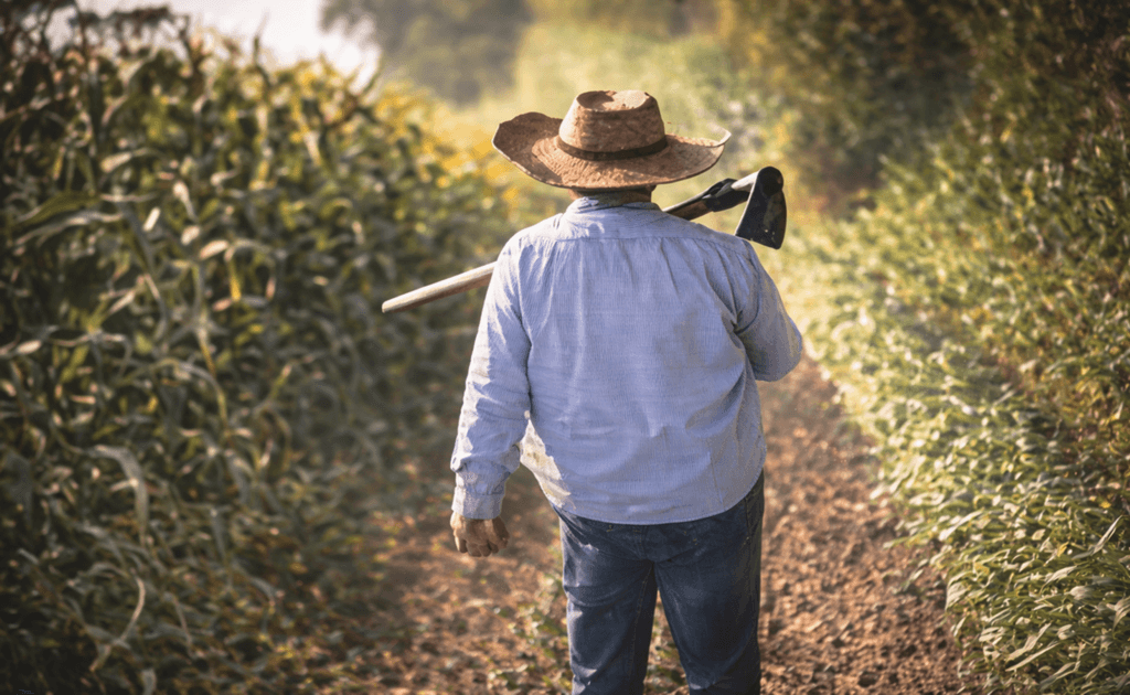 ¿Por qué los productores siguen utilizando herbicidas? - 1
