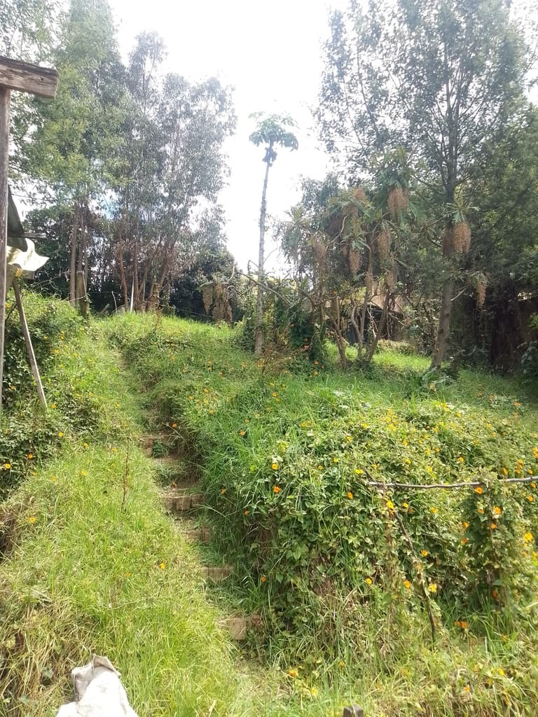 Avicultura ancestral adultos mayores - 2