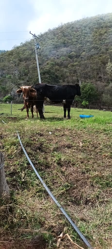 Denme sus opiniones  - 1