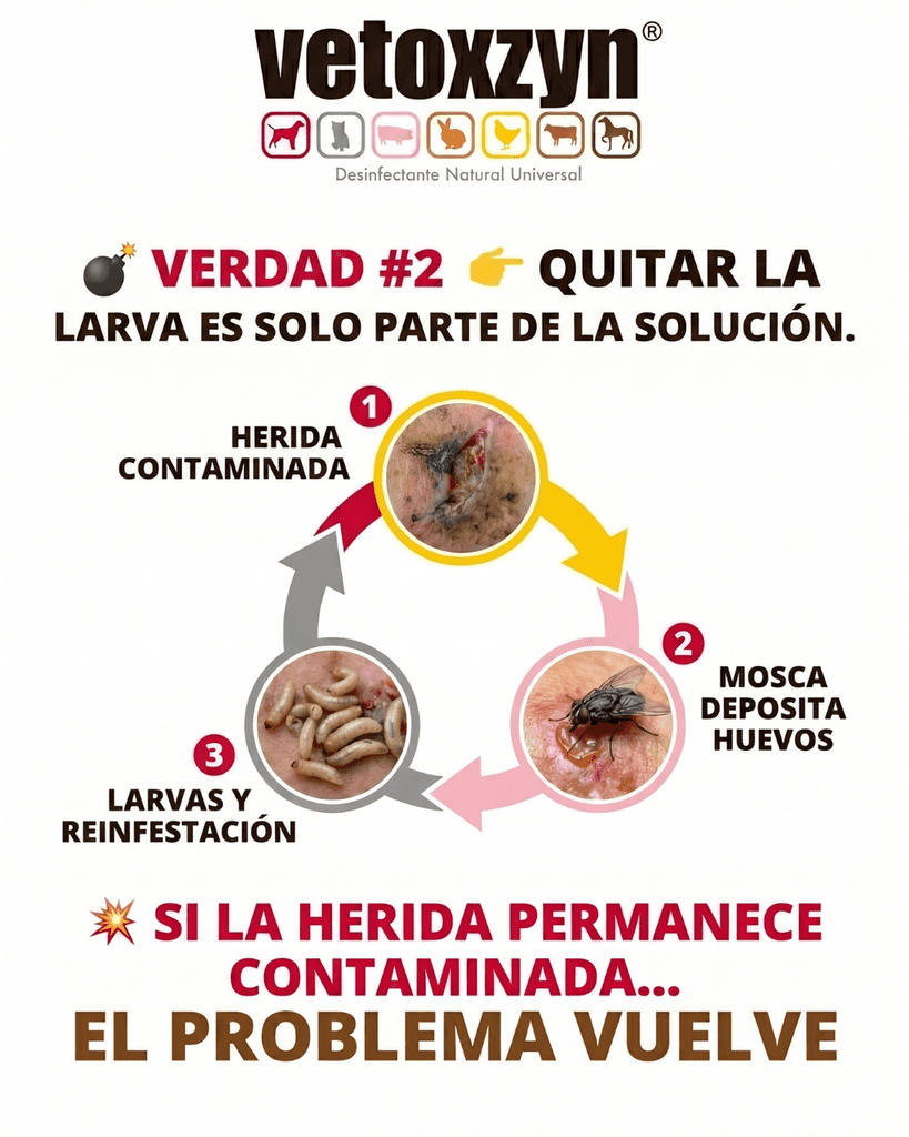 Gusano barrenador en México: por qué el enfoque actual no está resolviendo el problema y qué está faltando en los protocolos de campo - 4