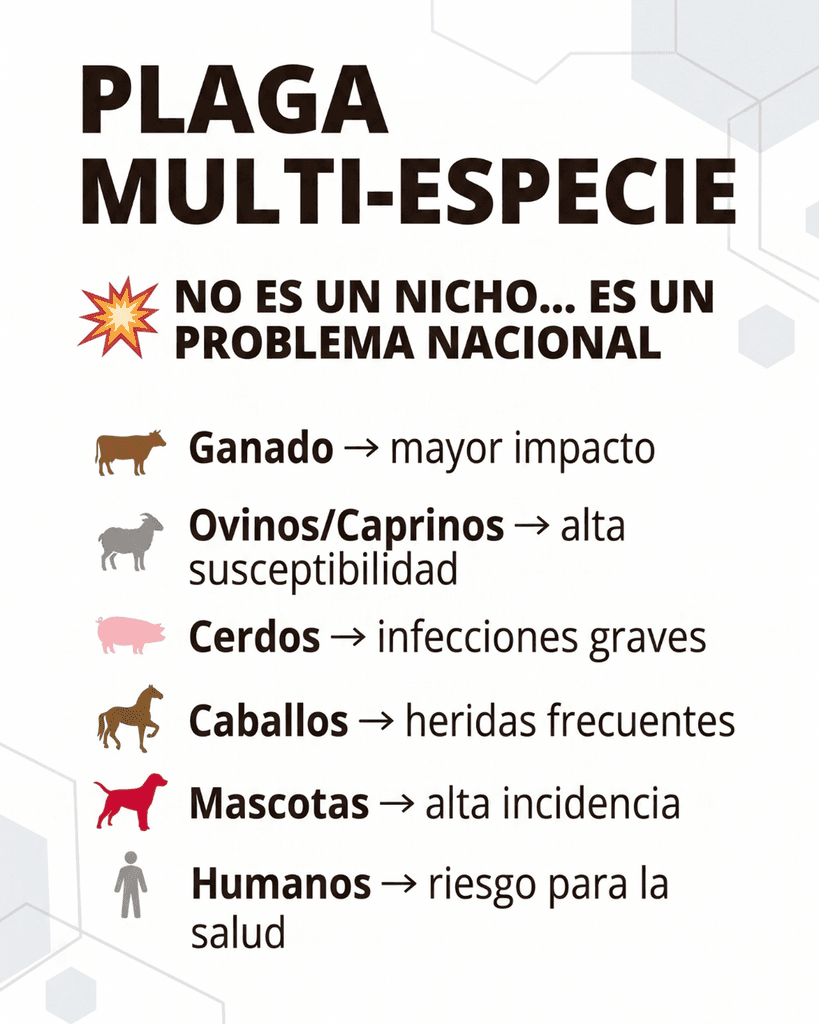 Gusano barrenador en México: por qué el enfoque actual no está resolviendo el problema y qué está faltando en los protocolos de campo - 2
