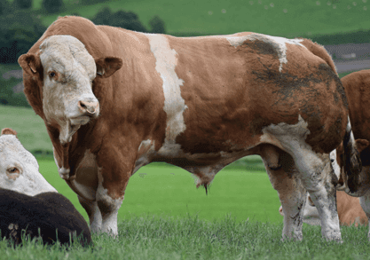 Fleckvieh - Simmental - 1