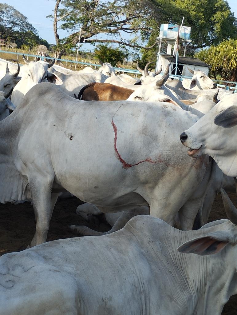 Que significa cuando una vaca multipara tiene sangrado dos días post- inseminacion - 1