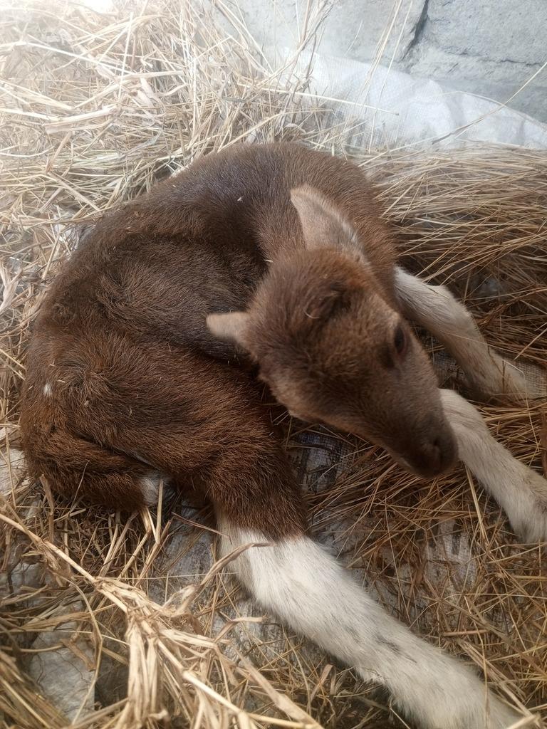 Mi borrego nació con la cabeza hacia un lado, no sé si fue en el momento del parto o nació así - 1