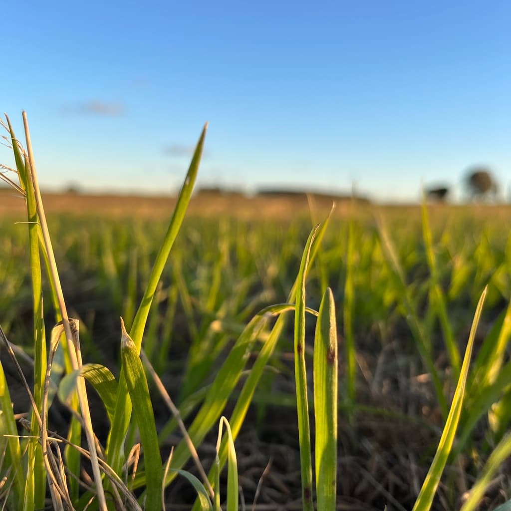 Campo en venta en San José, Uruguay - 1
