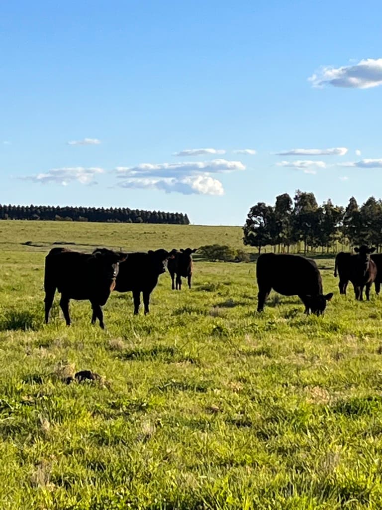 Campo en venta en San José, Uruguay - 2