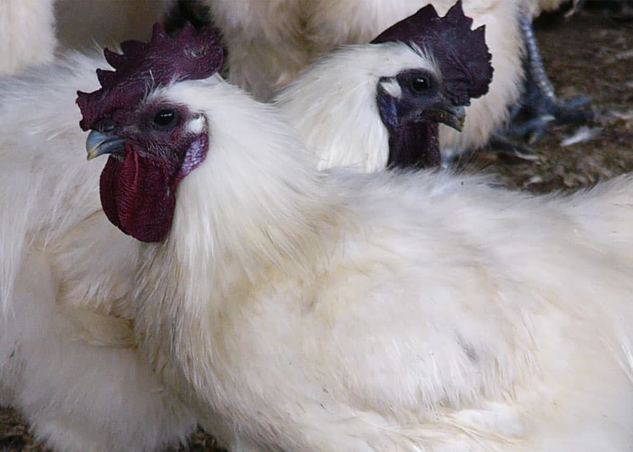 IMPORTANCIA DE LA INVESTIGACIÓN EN LA GENÉTICA AVÍCOLA  - 2