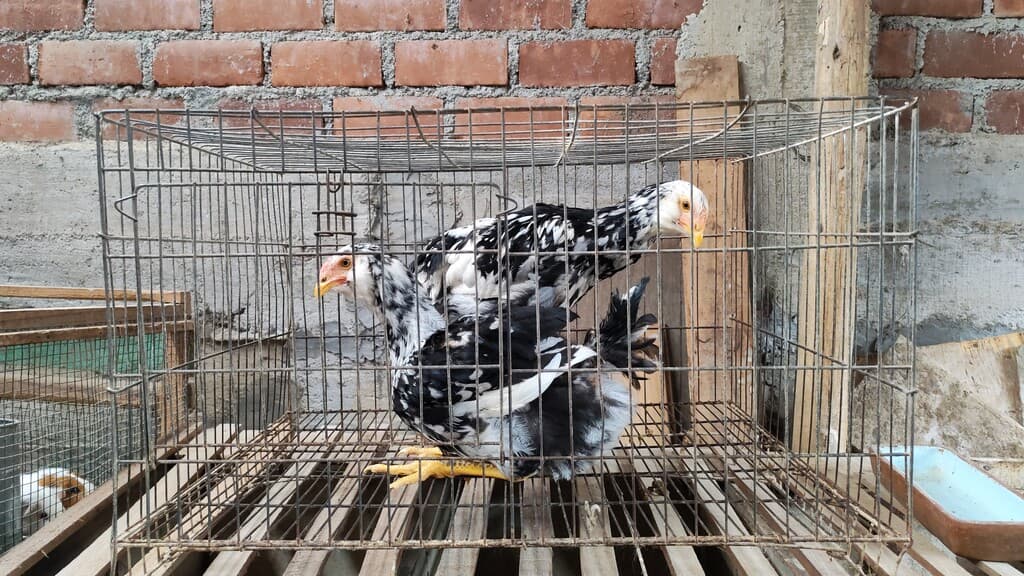 Papuja Moteada Lindor  - 2