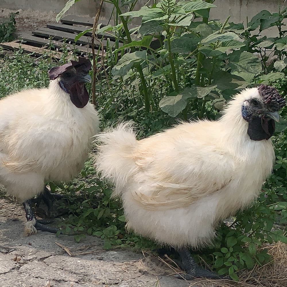 IMPORTANCIA DE LA INVESTIGACIÓN EN LA GENÉTICA AVÍCOLA  - 3