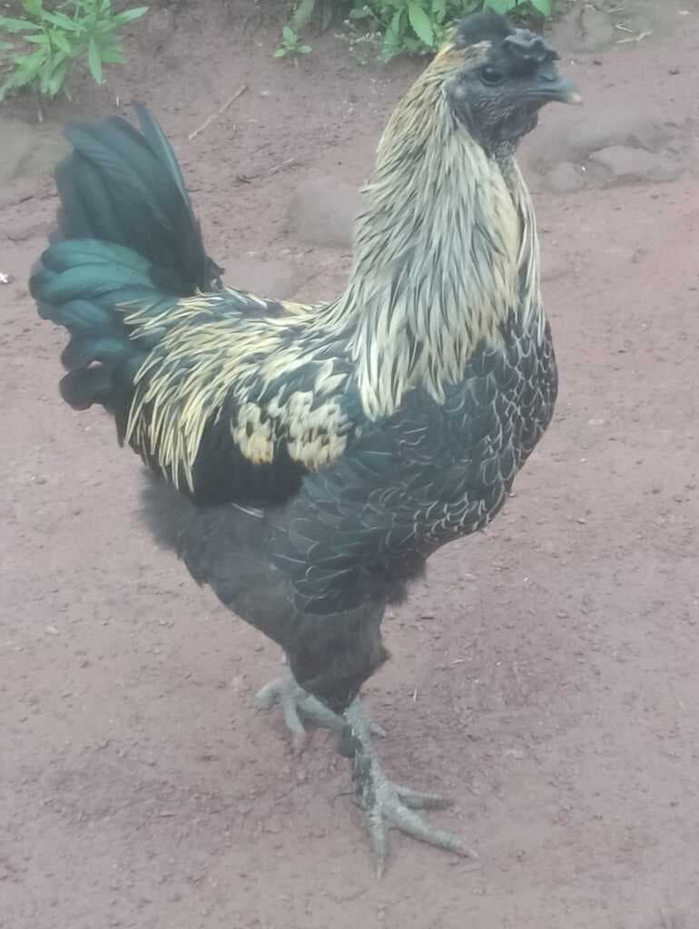 GALLINA QUECHUA LINDOR  - 1