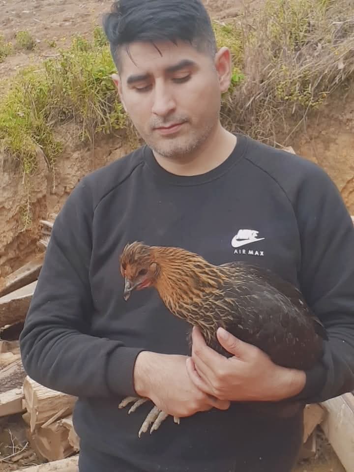 Gallinas Quechua Lindor  - 2
