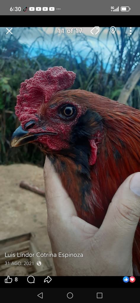 Gallinas Quechua Lindor  - 1