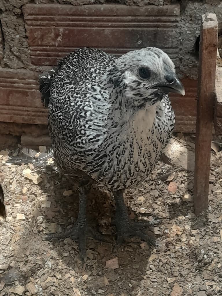 Gallinas Quechua Lindor  - 1