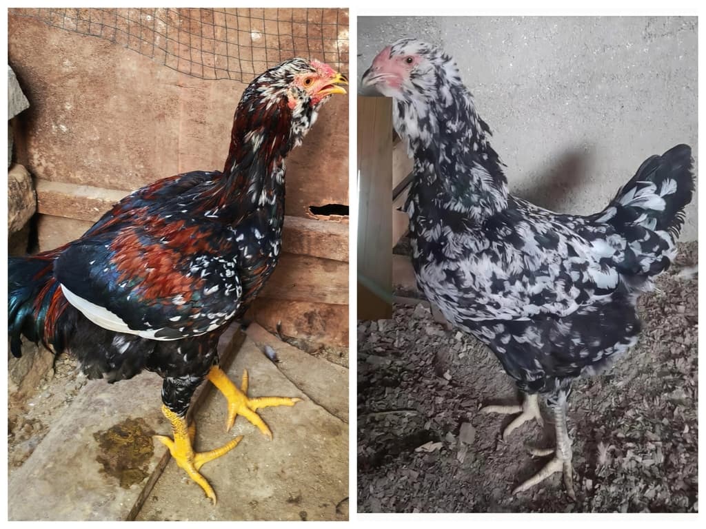 Papuja Moteada Lindor  - 1