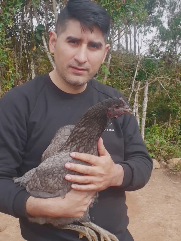 Gallinas Quechua Lindor  - 3