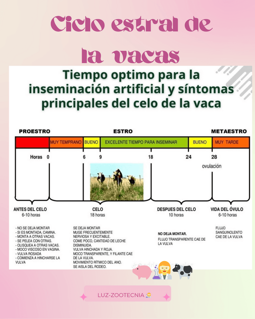 Ciclo estral de la vaca - 1