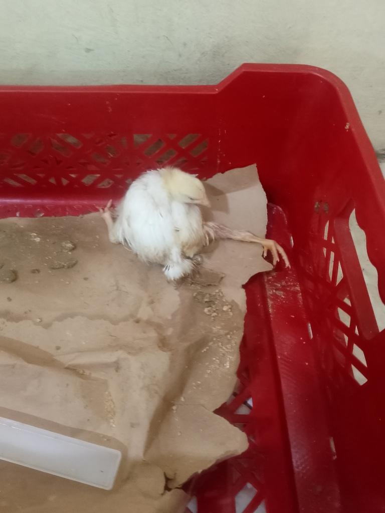 Pollo engorde - 1
