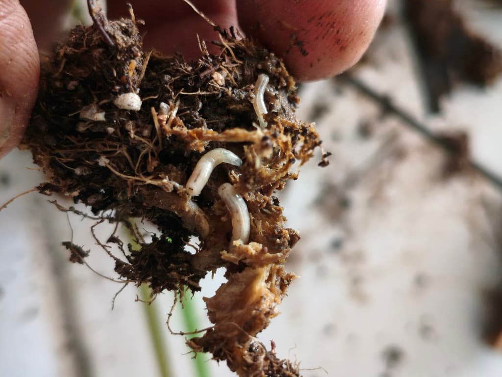 Larva de Delia  - 3