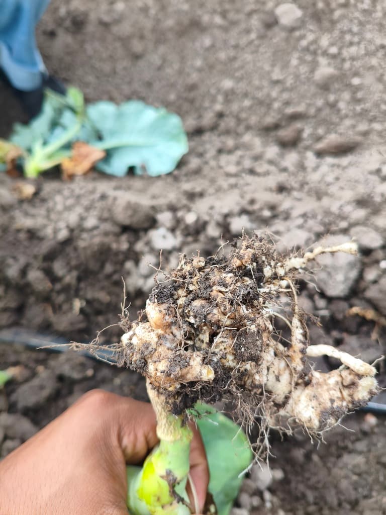 Hernia de la col (plasmodiophora brassicae) - 3