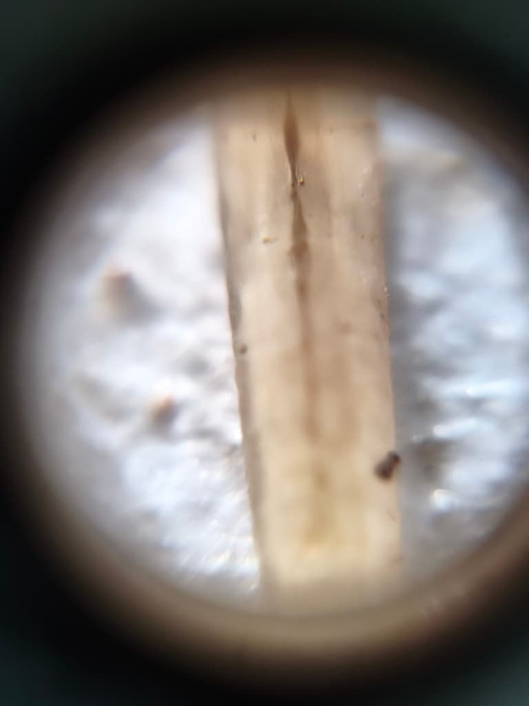 Larva de Delia  - 2