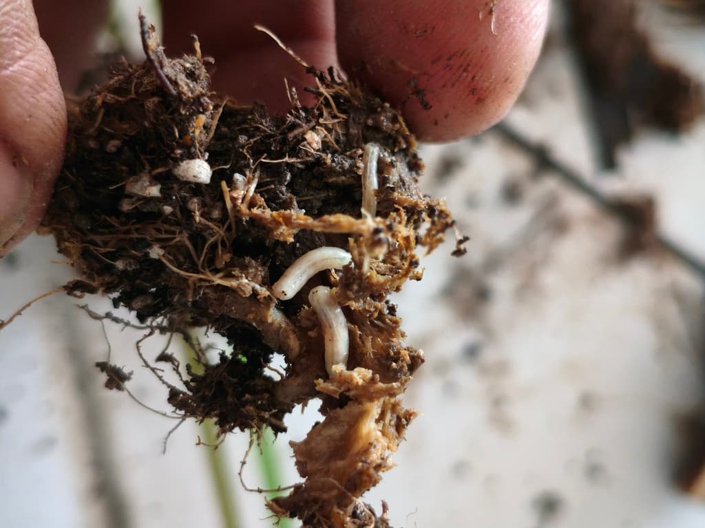 Larva de Delia  - 4