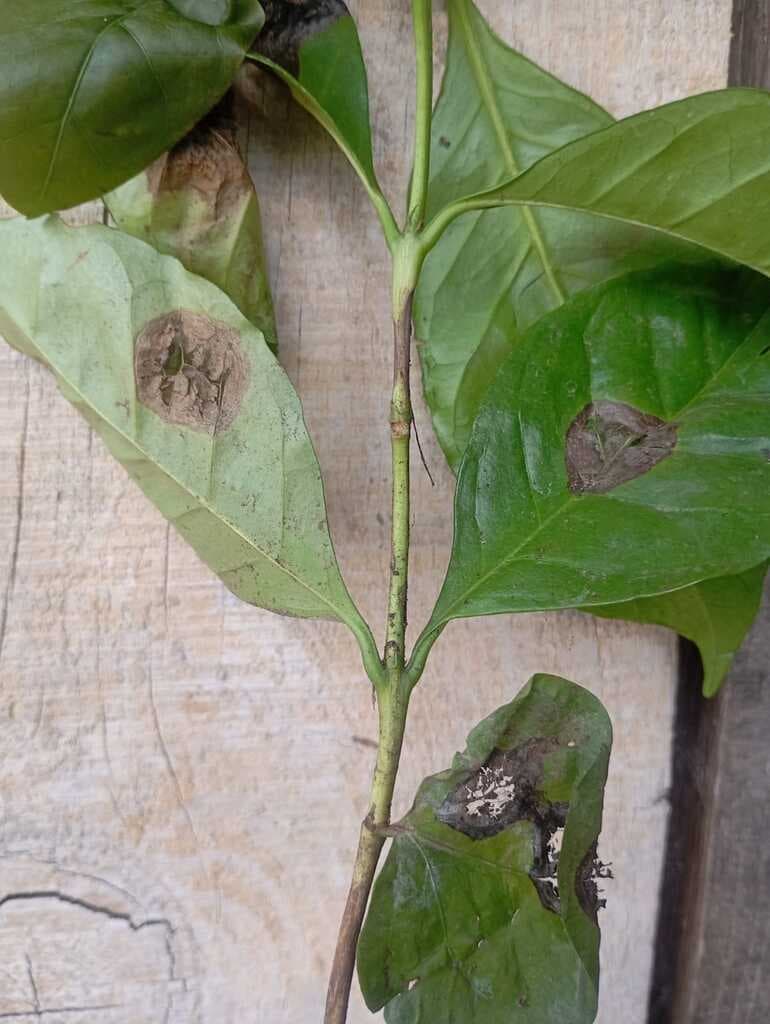 muerte de planta de cafe en vivero - 3