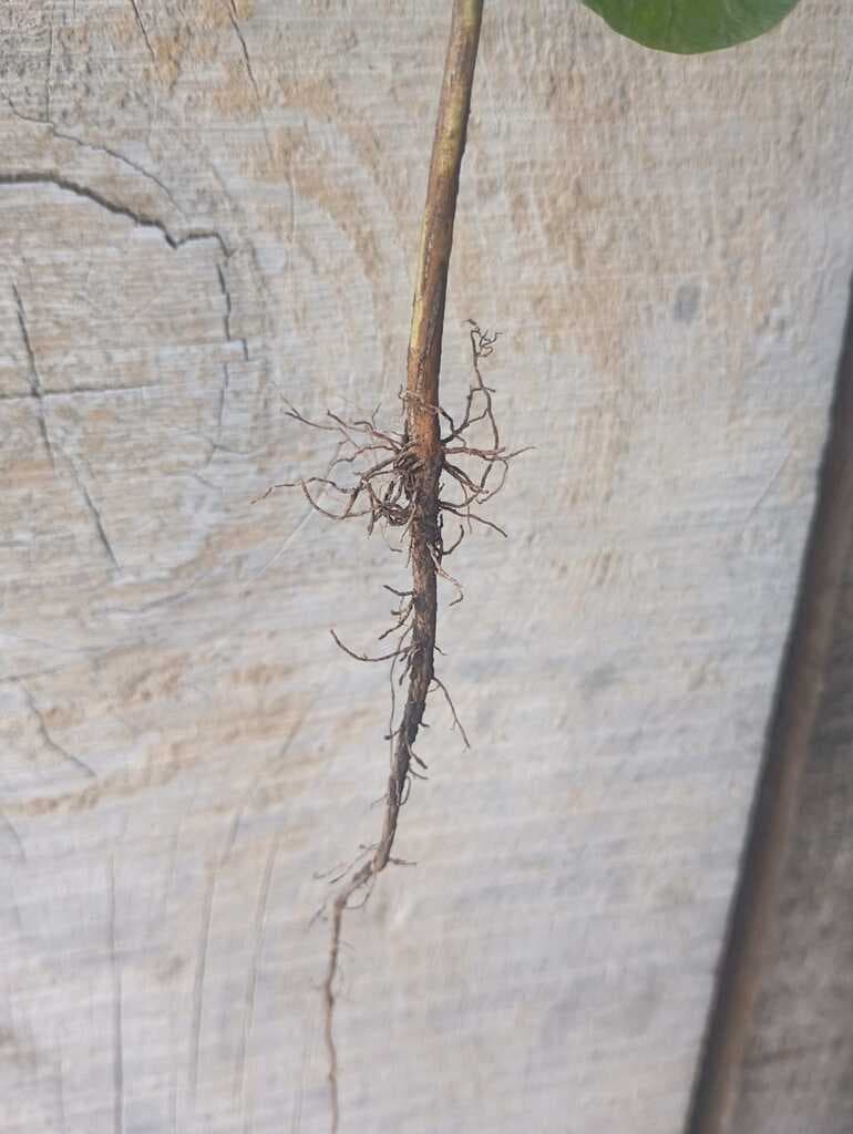 muerte de planta de cafe en vivero - 2