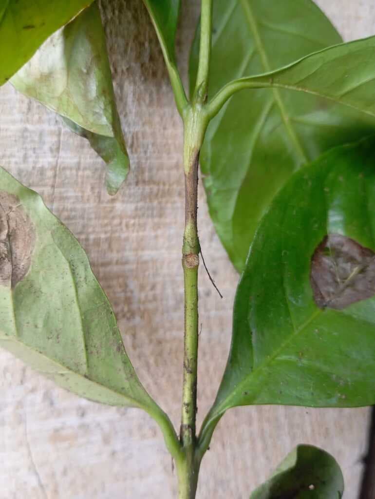 muerte de planta de cafe en vivero - 1