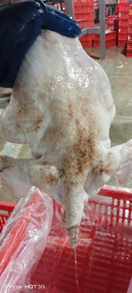 Defecto de calidad (grasa subcutánea en el pollo)  - 1