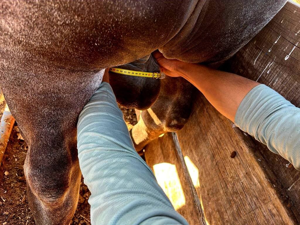 Criopreservación de semen bovino de manera práctica - 1