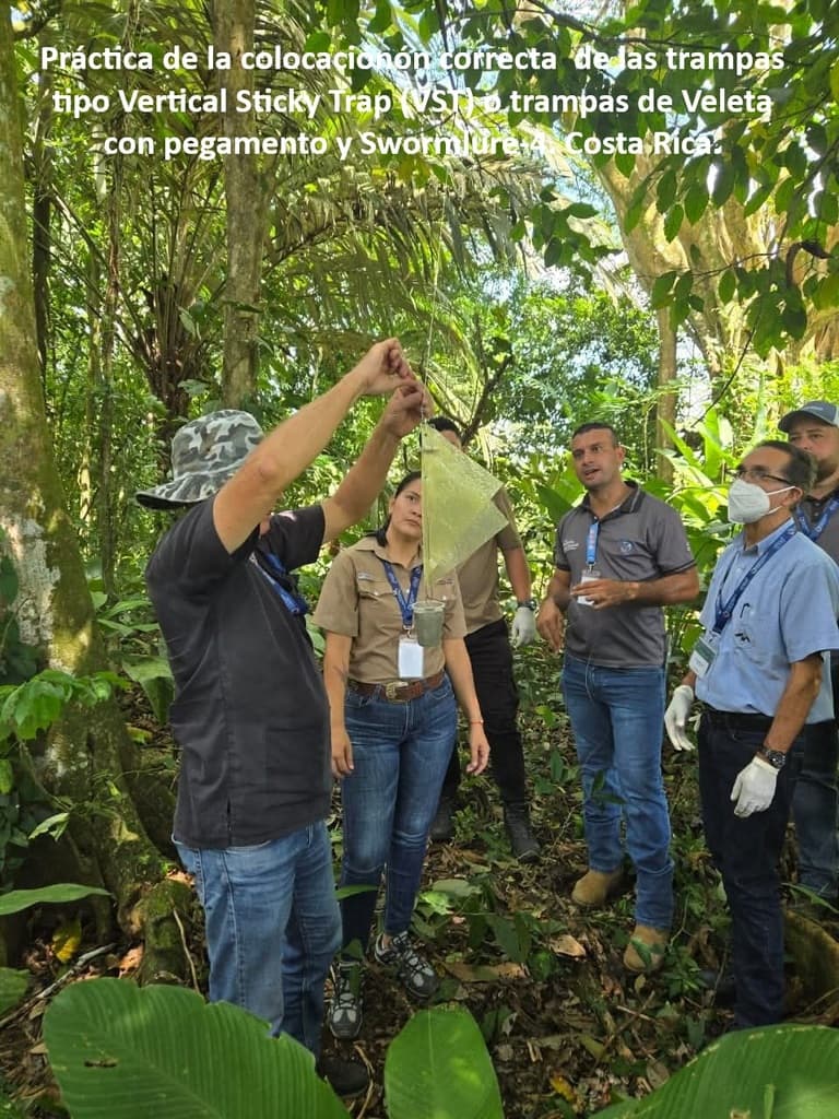 Cochliomyia hominivorax - 2