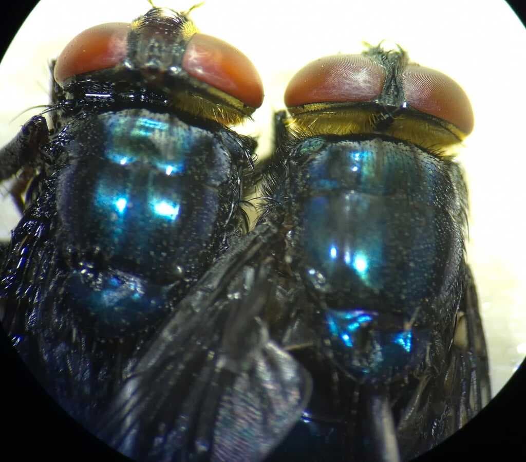 Cochliomyia hominivorax - 3
