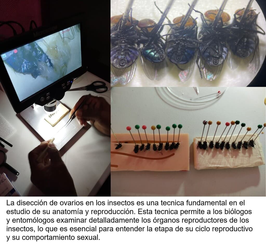 Cochliomyia hominivorax - 4