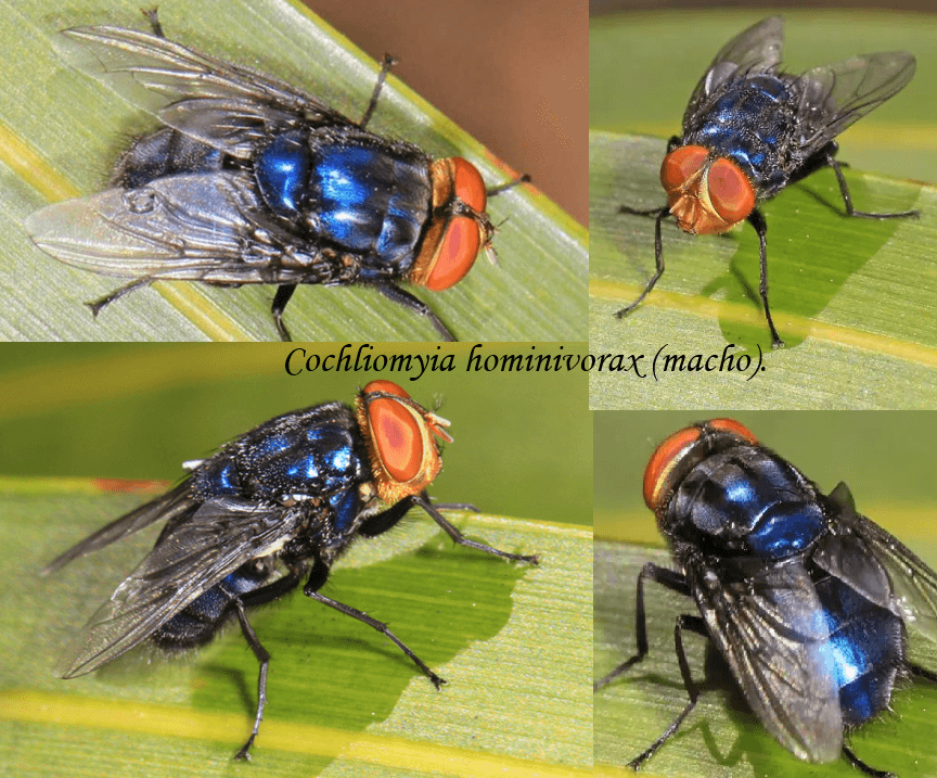 Cochliomyia hominivorax - 1