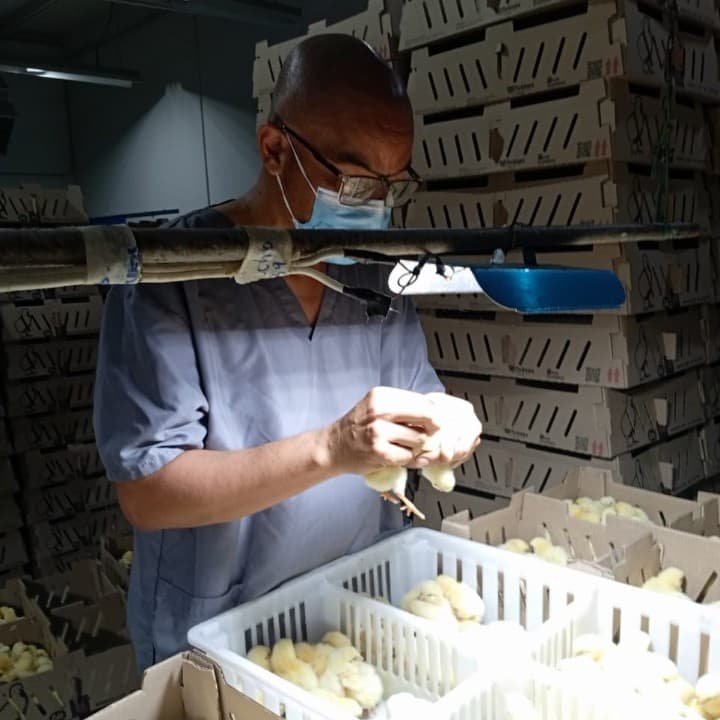 SEXADO DE POLLITOS BB.(METODO CLOACAS) SUGERENCIAS Y CUIDADOS AL MOMENTO DEL PROCESO  - 1