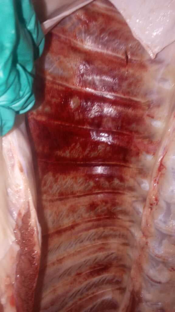 Quisiera saber sus opiniones y posibles causas de estas petequias en costillas de un lote de cerdos despues de ser aturdidos - 1