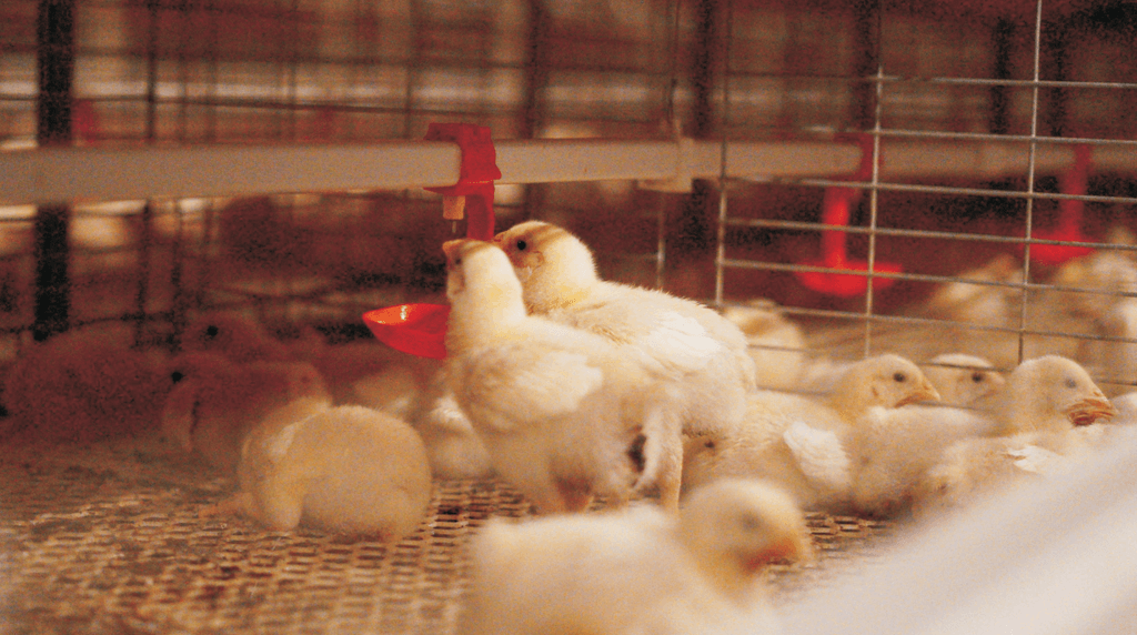 Del mercado al galpón: qué considerar antes de iniciar una granja de gallinas ponedoras - 1