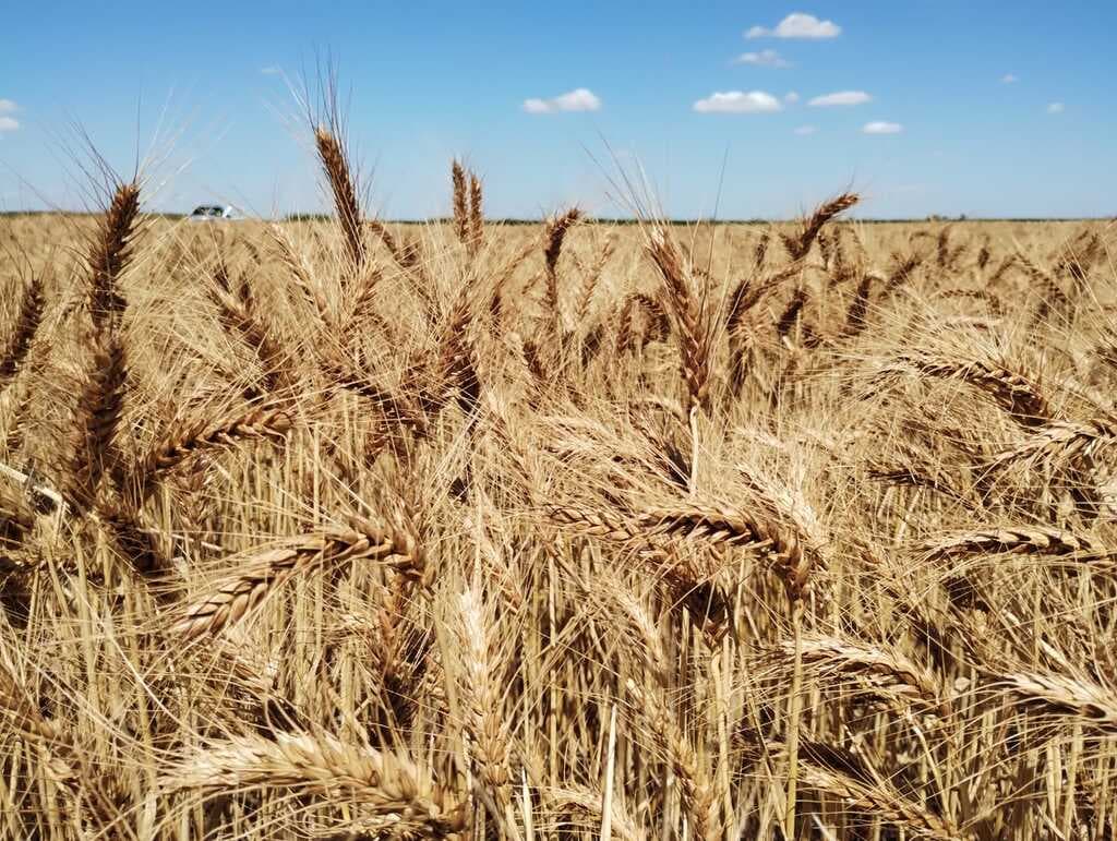Evaluación de fertilizantes orgánico y biológico aplicados en el cultivo de trigo - 1