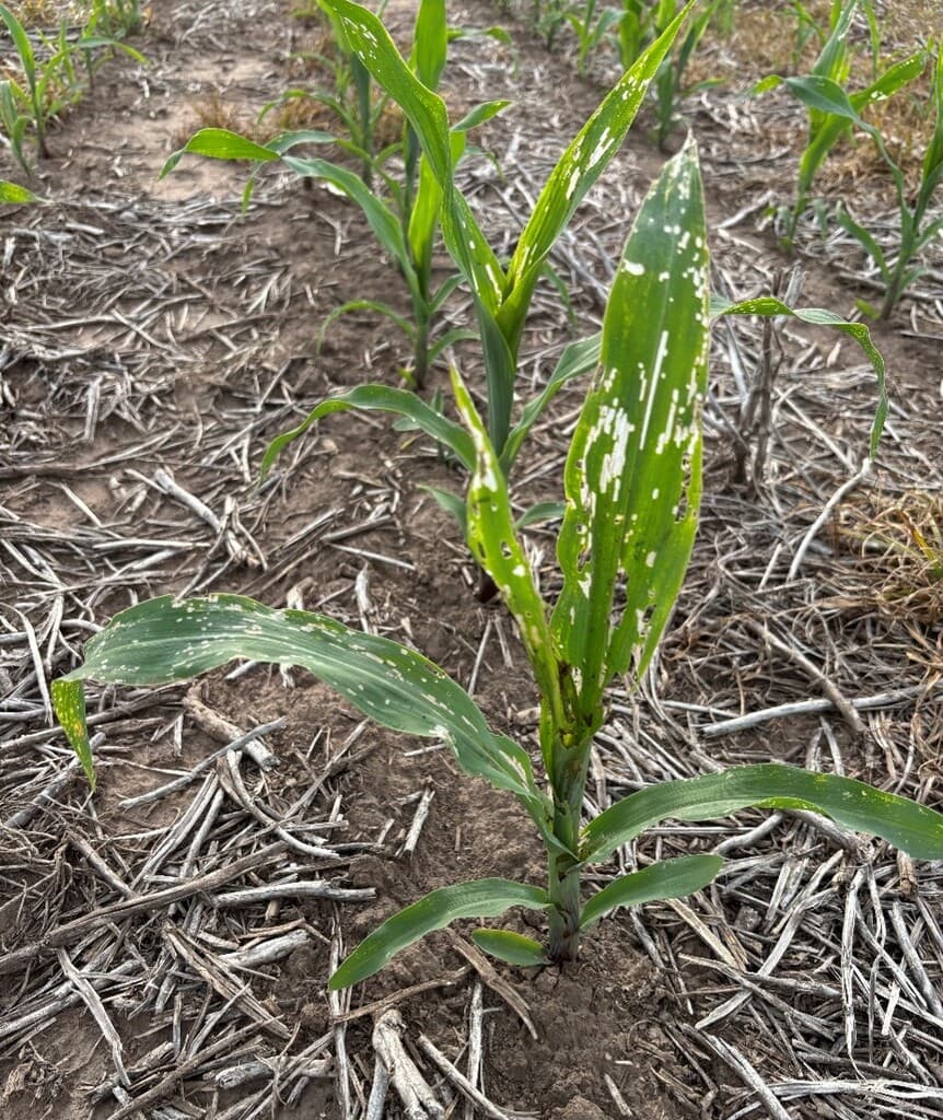 Variación en la respuesta toxicológica a Clorantraniliprole en una población de Spodoptera frugiperda sobreviviente a Vip3Aa20 - 1