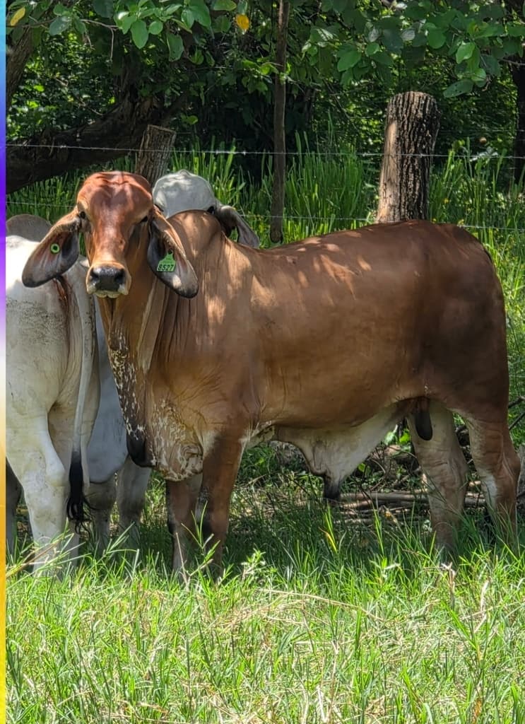 Brahman - 1