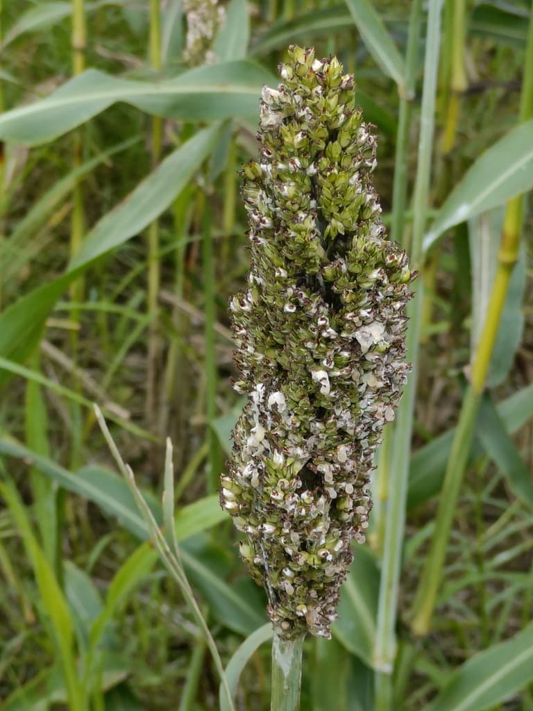 Sorgo contaminado por Ergot  - 4