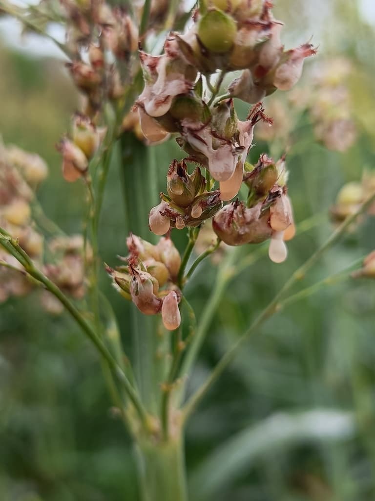 Sorgo contaminado por Ergot  - 2